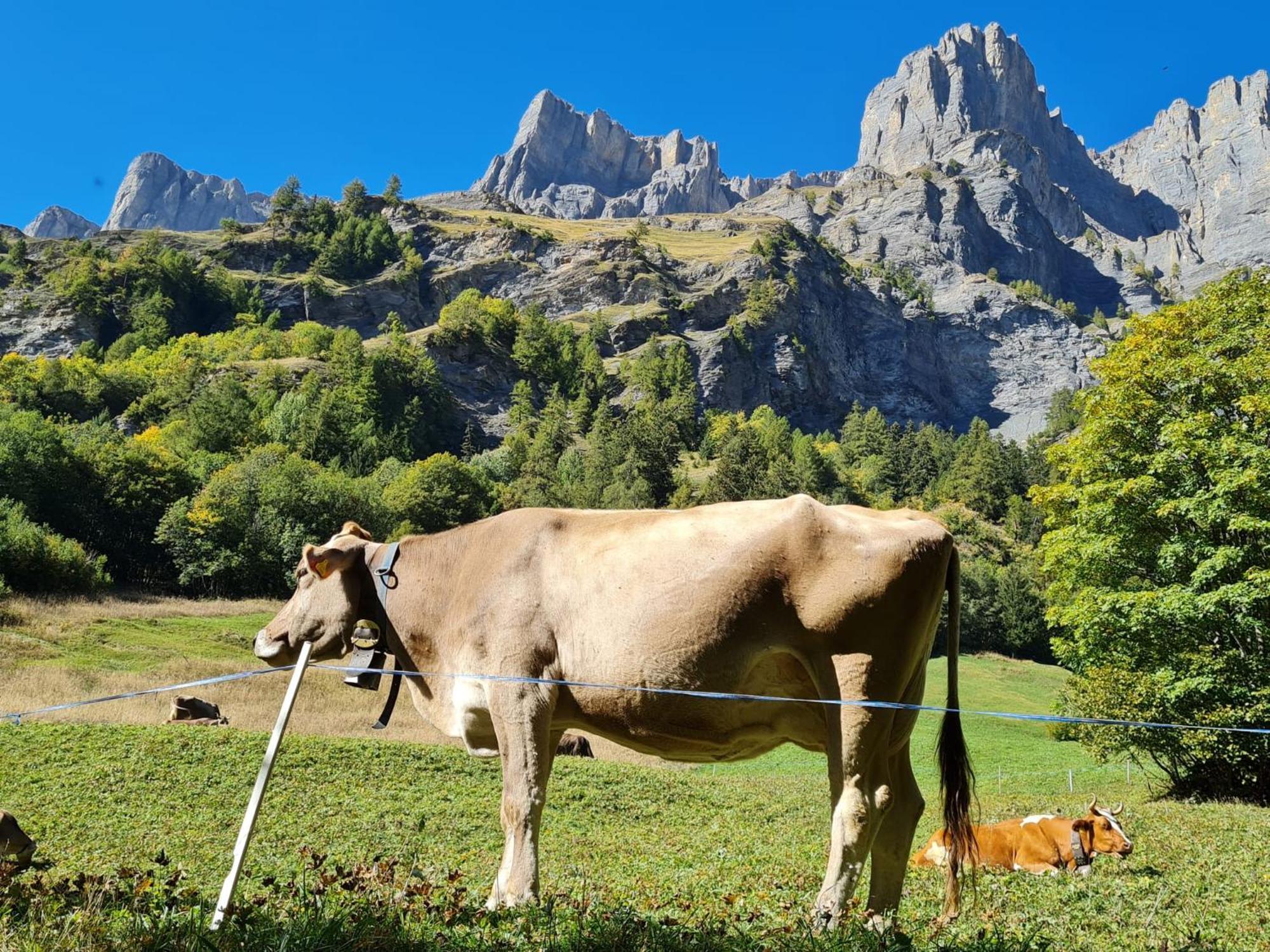 Lucky Fox Διαμέρισμα Leukerbad Εξωτερικό φωτογραφία